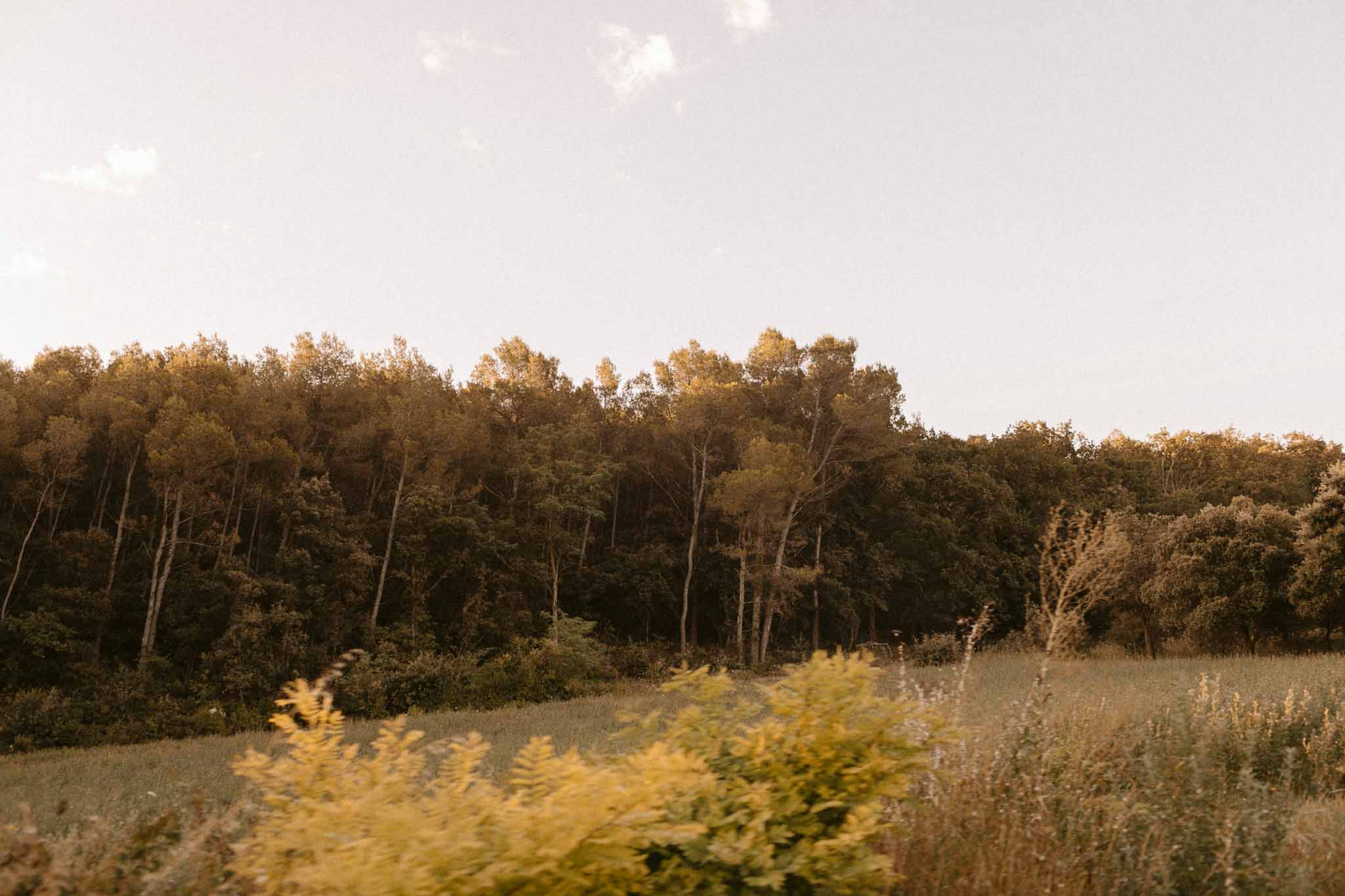 Wooded outdoor wedding venue with treeline and open field setting