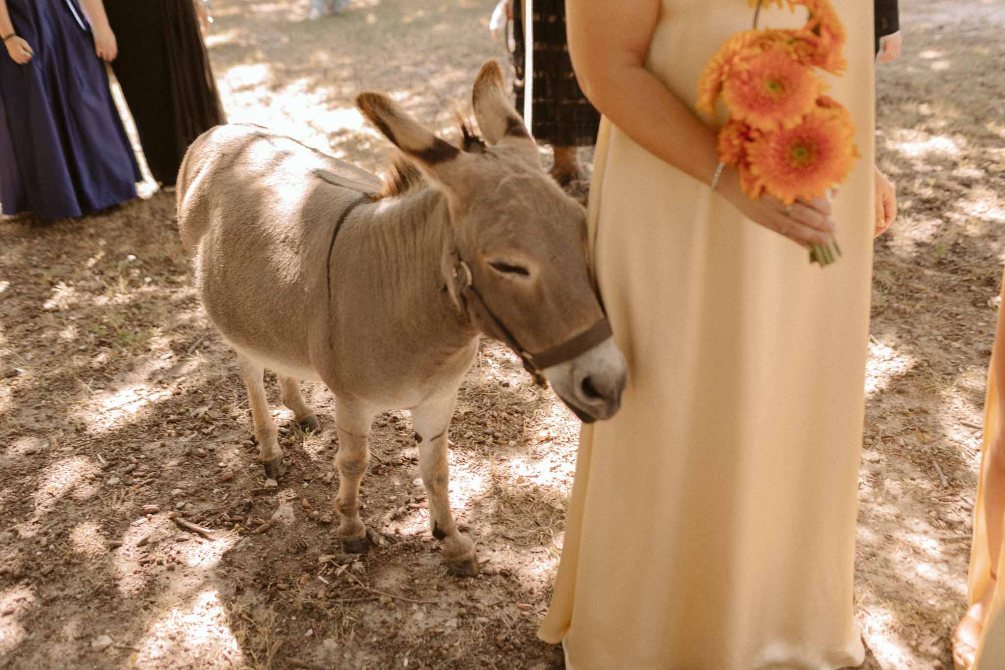 Bride in ivory gown with orange bouquet interacting with gray donkey at outdoor rustic wedding celebration