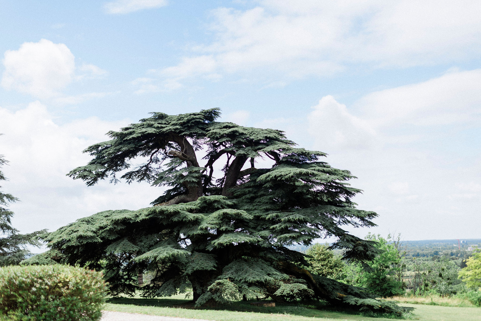 Large Cedar of Lebanon tree on the grounds of a French estate with rolling countryside in the background
