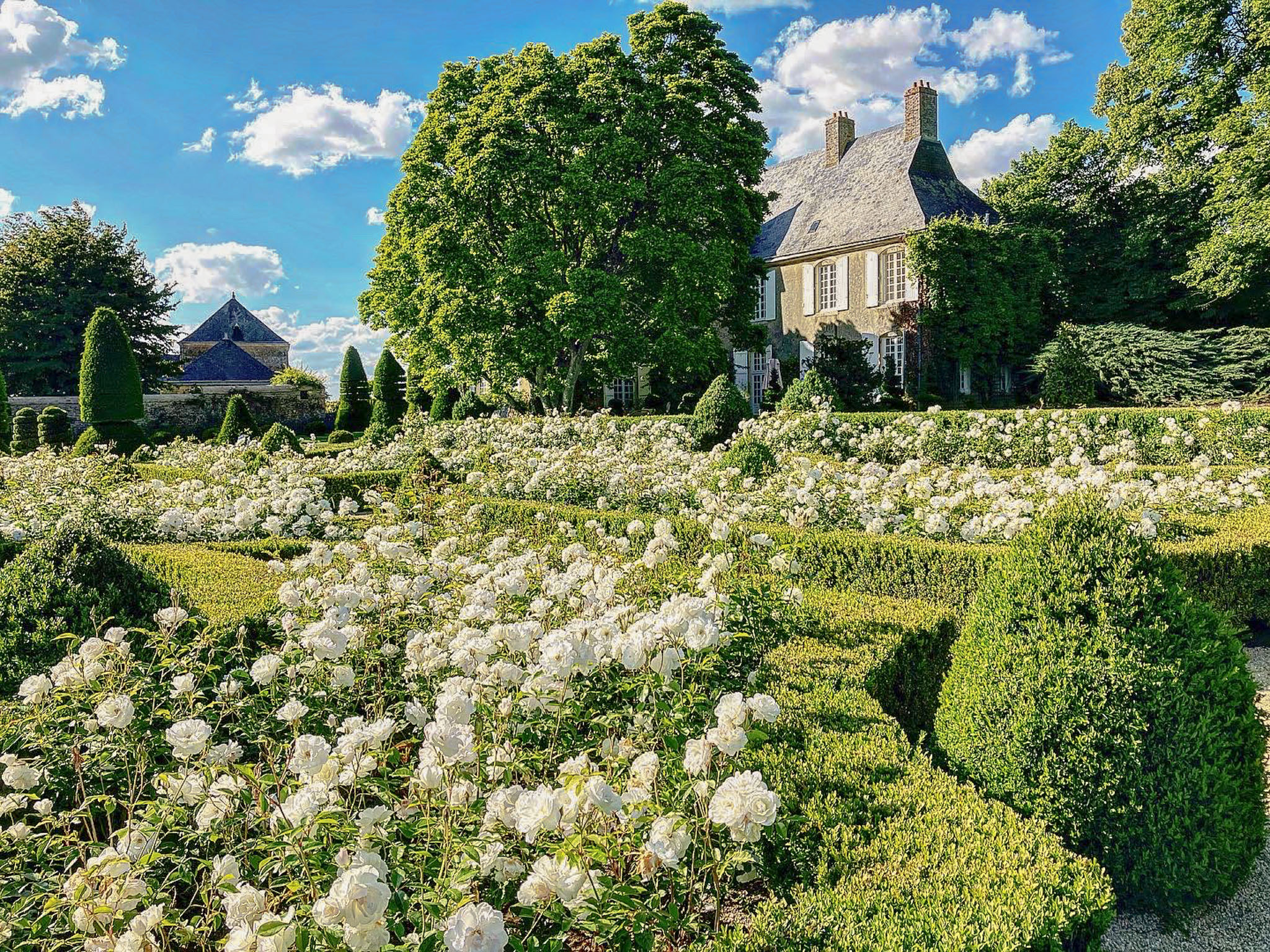 French manor house viewed from formal parterre garden with white roses and clipped boxwood hedges