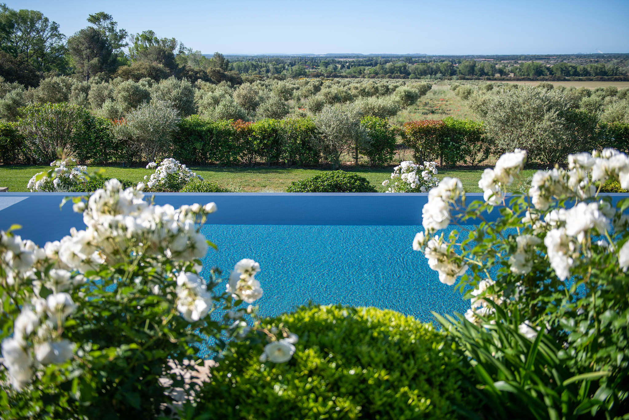 Turquoise infinity pool framed by white rose bushes with olive trees and Mediterranean landscape beyond