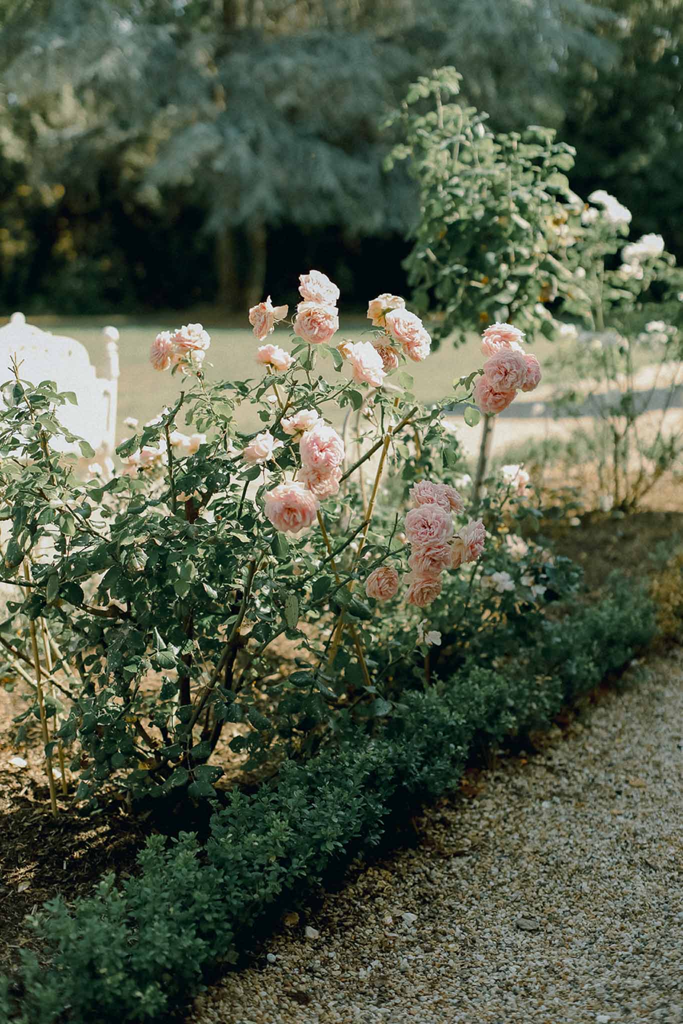 Garden roses and white chairs along gravel pathway at outdoor wedding venue