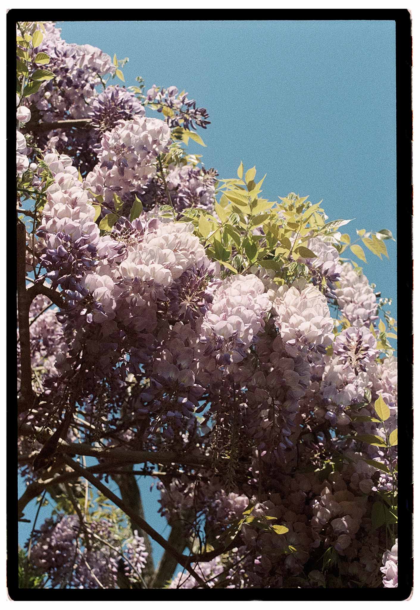 Wisteria in full bloom with pale lavender flowers against clear blue sky at garden venue