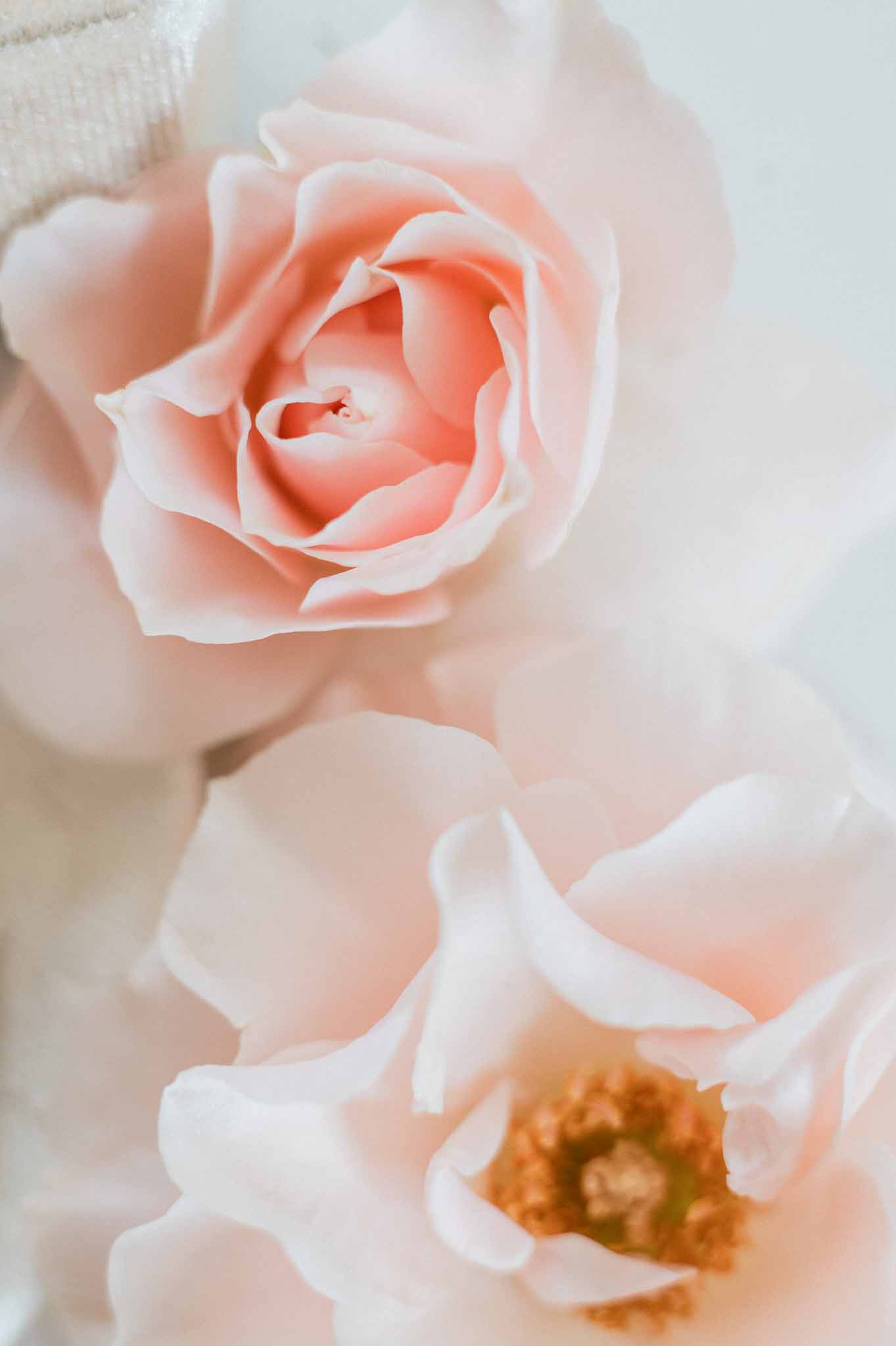 Close-up of blush and coral garden roses in bridal bouquet with ivory lace details