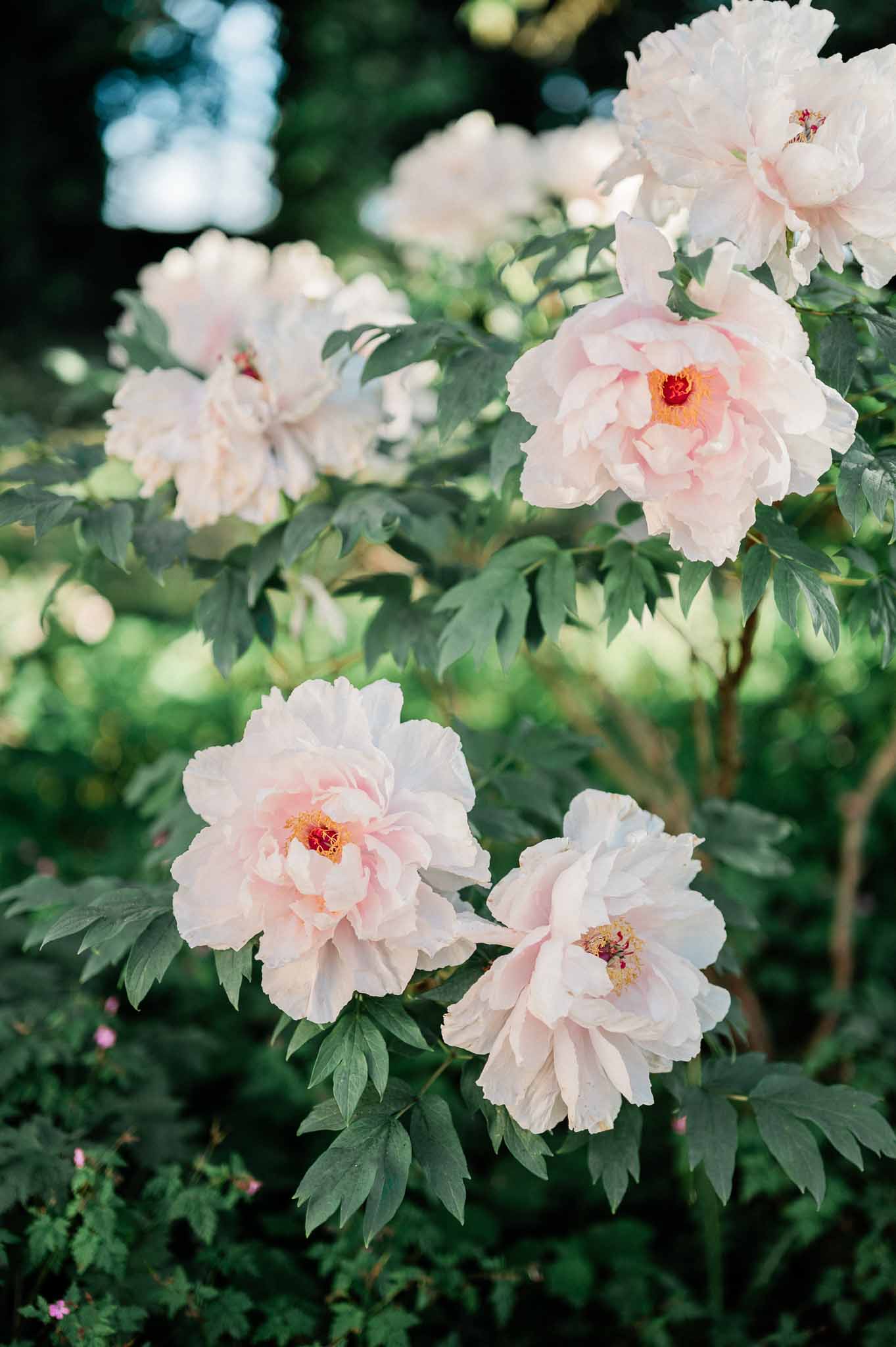 Close-up of pale pink and white peonies with golden centers in garden setting
