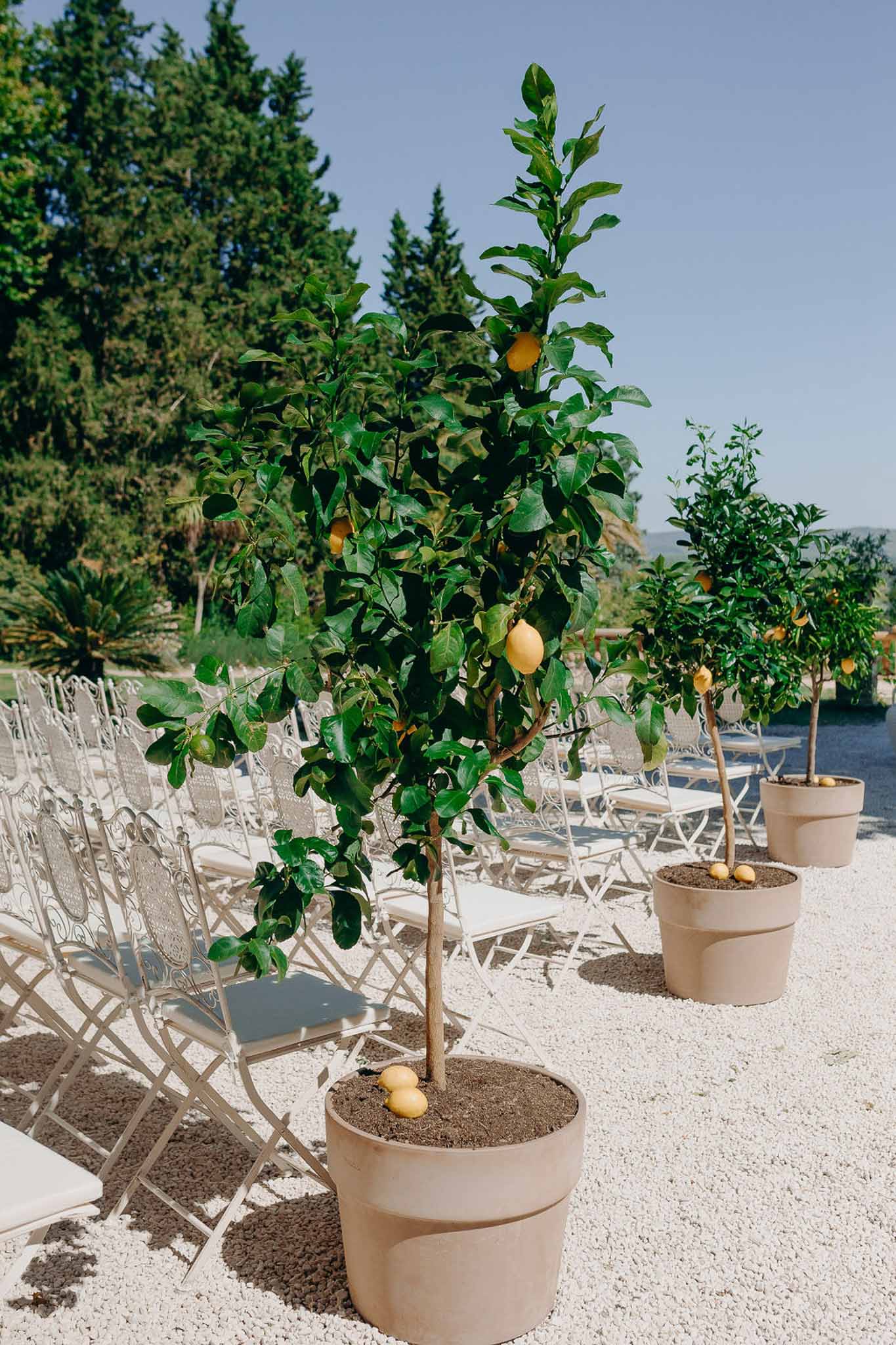 White ornate chairs along gravel aisle with terracotta potted lemon trees bearing yellow fruit as ceremony markers