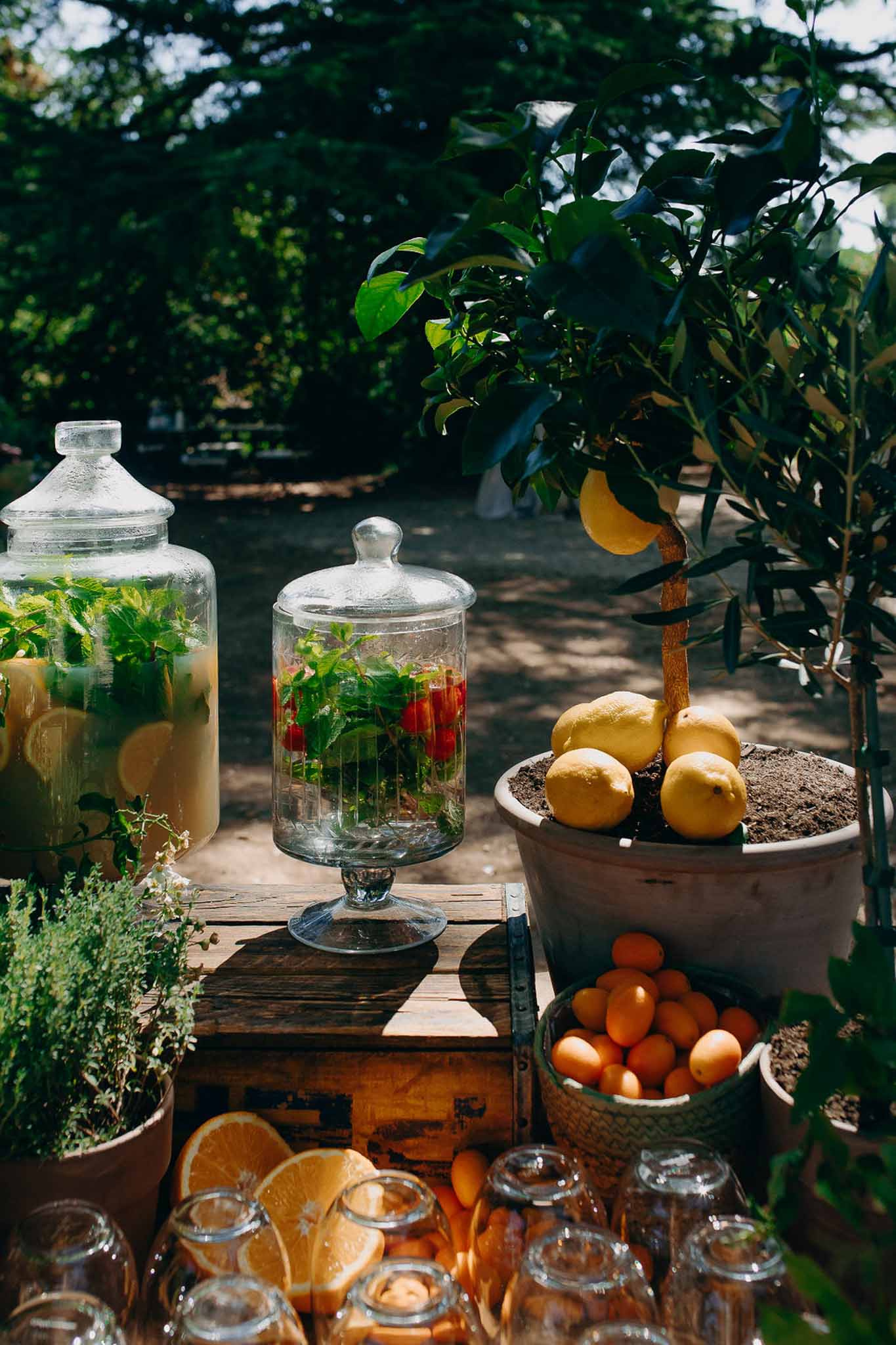 Fruit-infused water dispensers with lemon and strawberry, potted lemon tree, and mason jar glasses