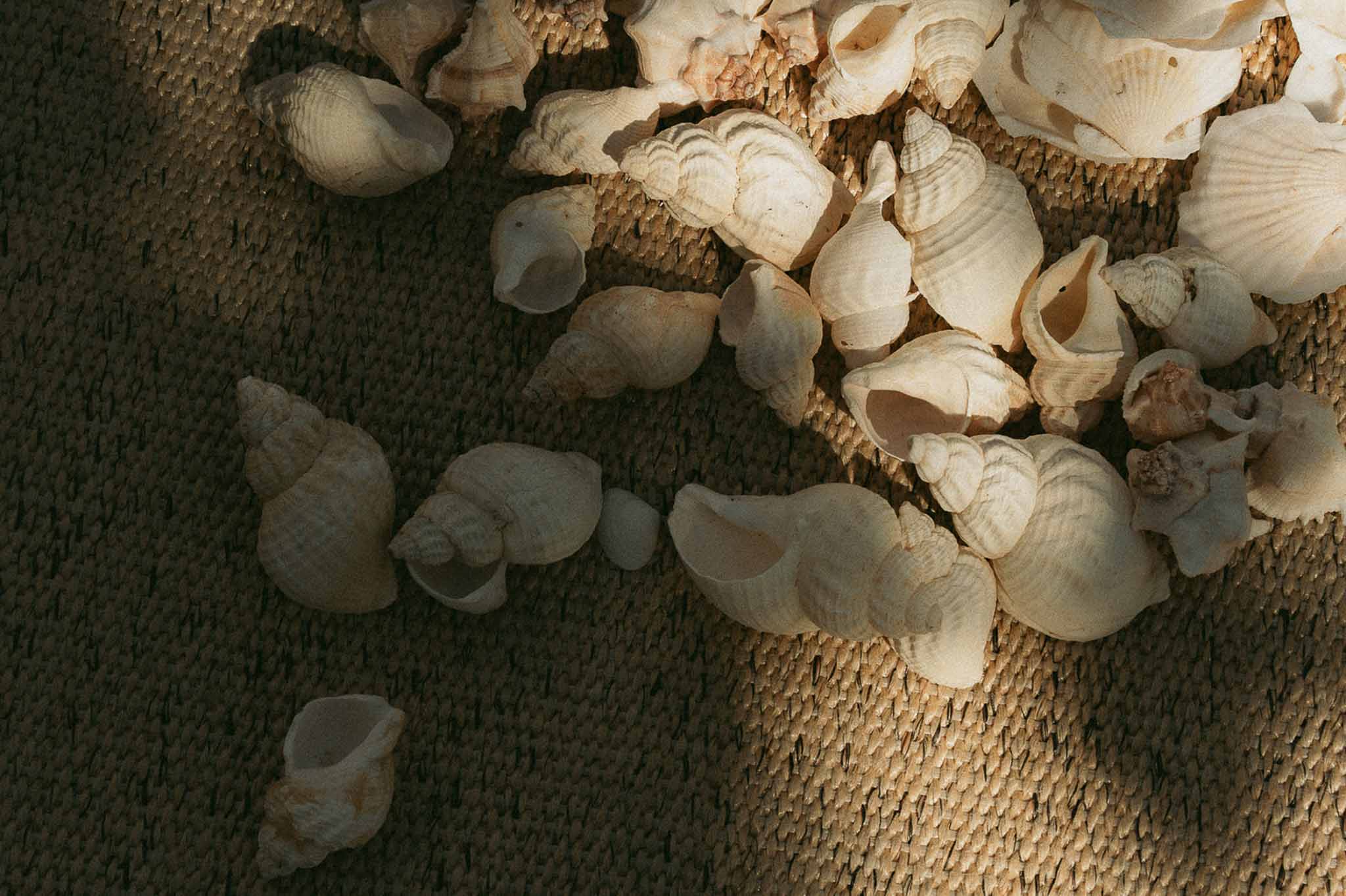 Cream seashells scattered on woven jute textile surface in coastal-themed wedding detail arrangement