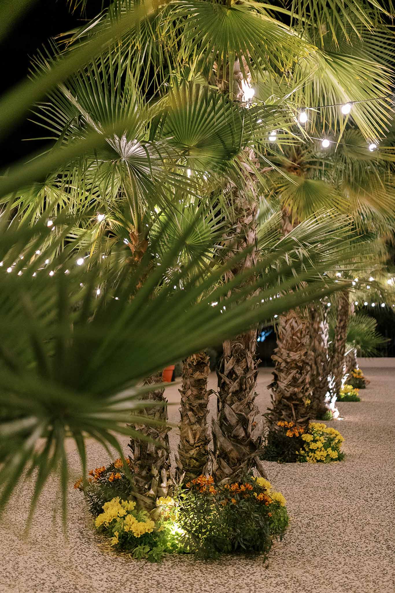 Fan palm trees along a gravel pathway decorated with globe string lights and uplighted yellow and orange floral bases at n...