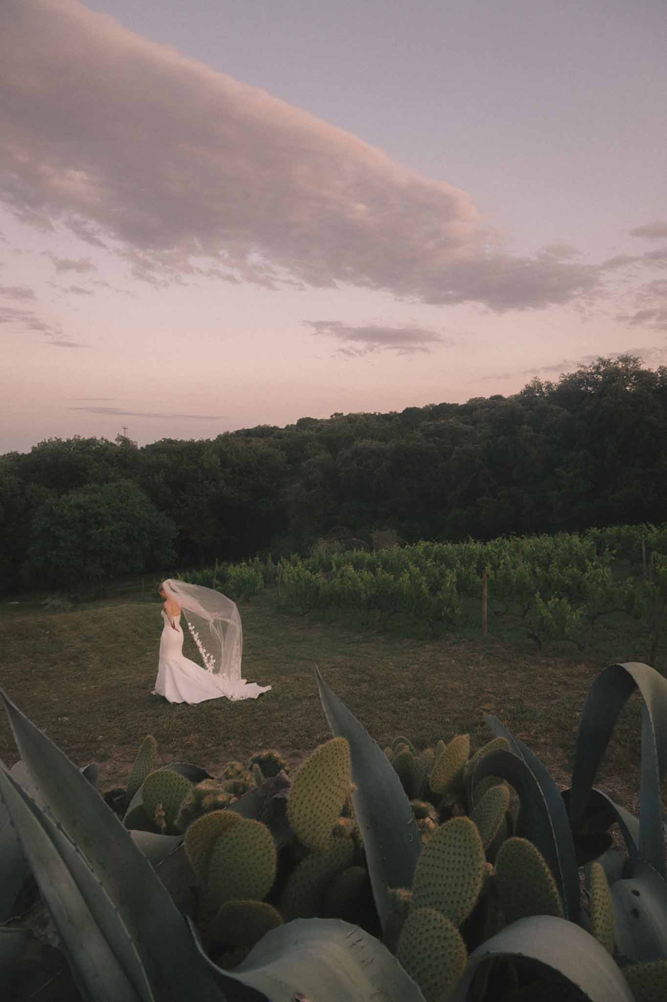 Bride with billowing veil standing in vineyard field at dusk framed by cacti and agave plants
