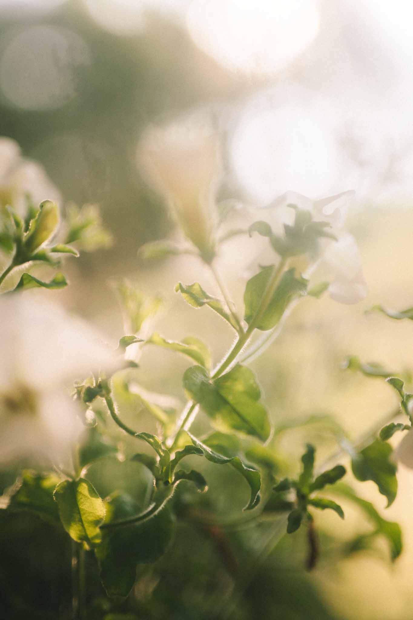 Macro close-up of green leafy stems with warm backlit bokeh and hazy golden light