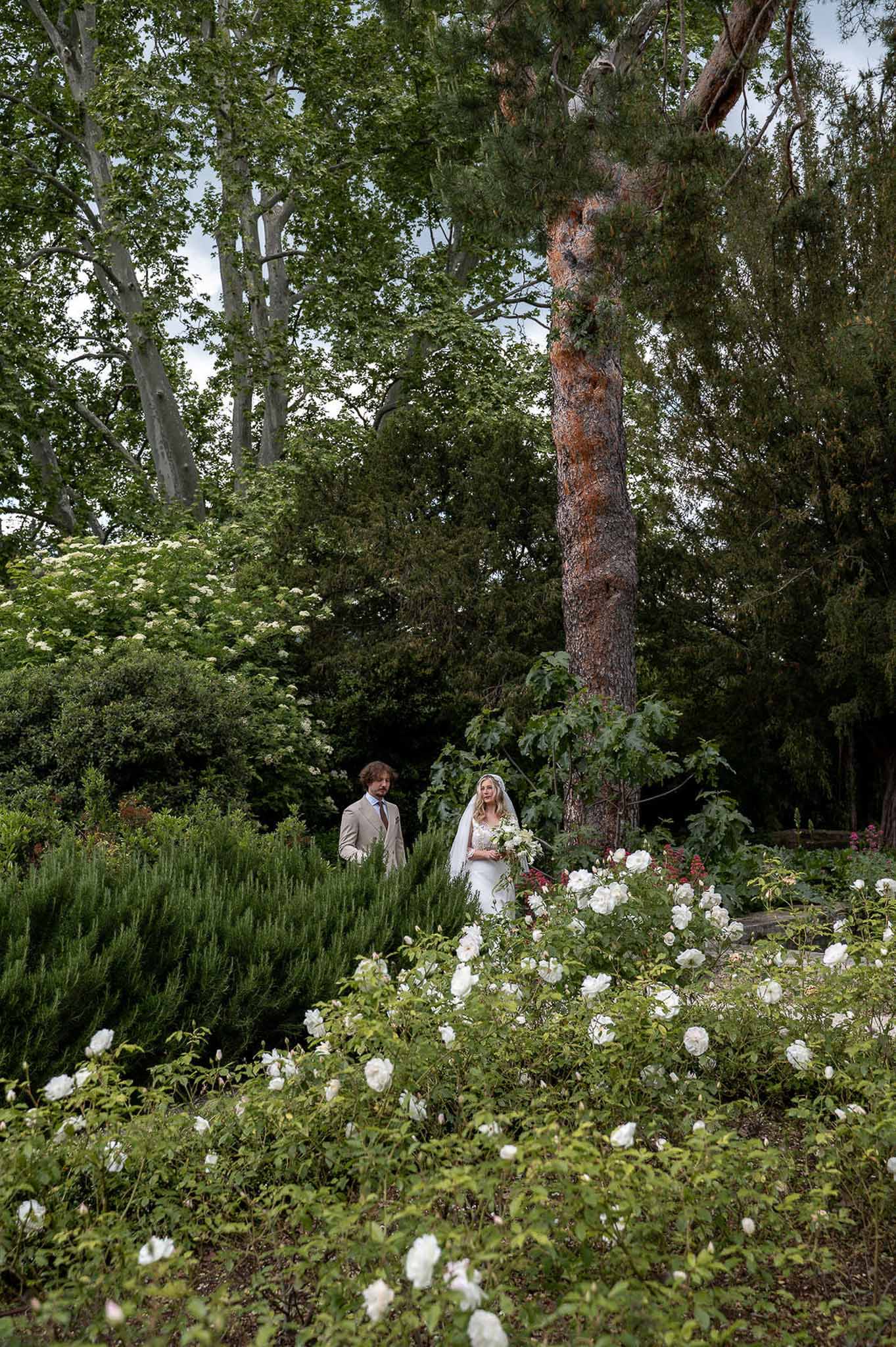 Bride and groom walking through lush garden with white roses and tall hedges at wide angle