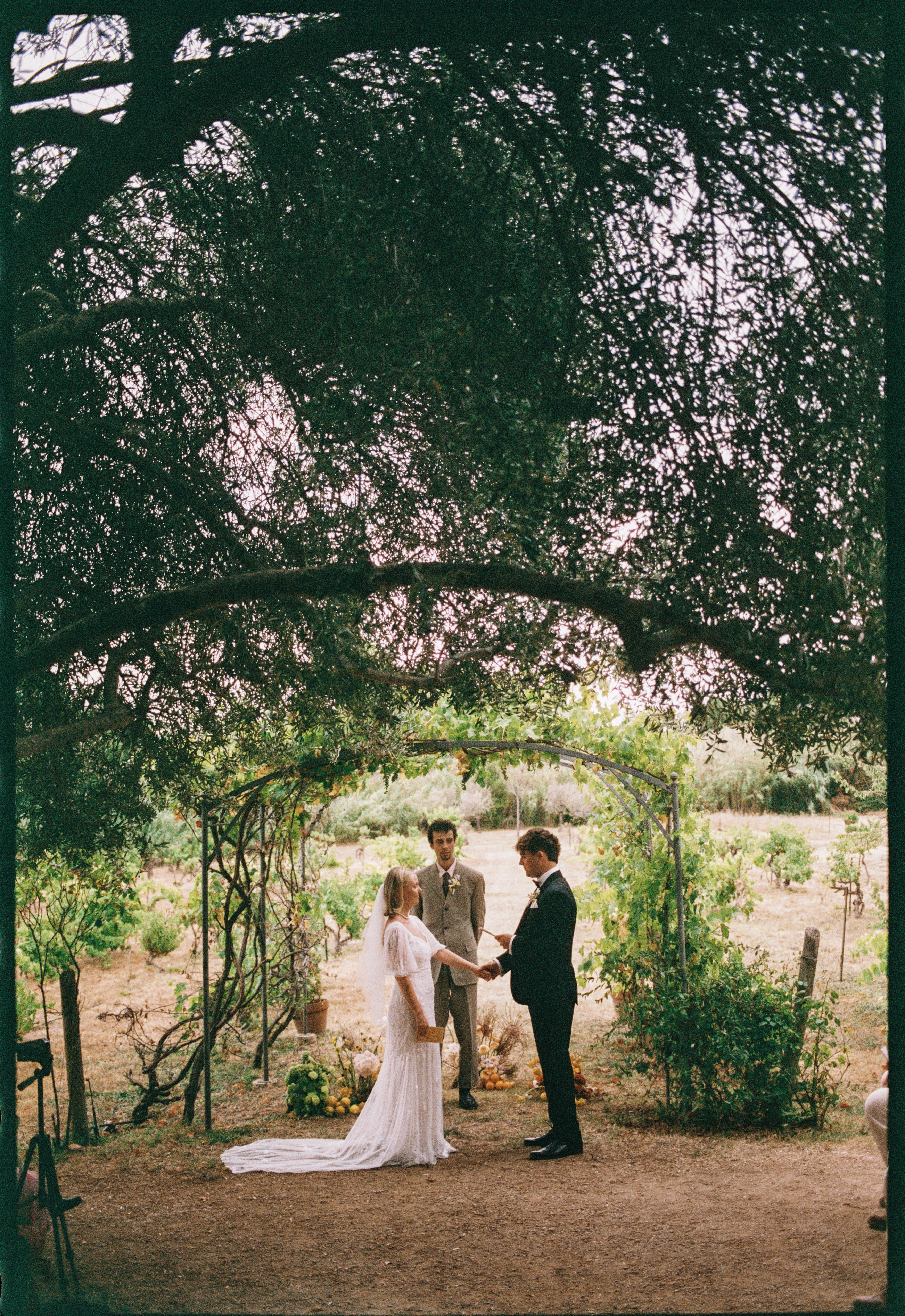 Ceremony beneath tree and vine arch at Chateau du Puits es Pratx, Ginestas