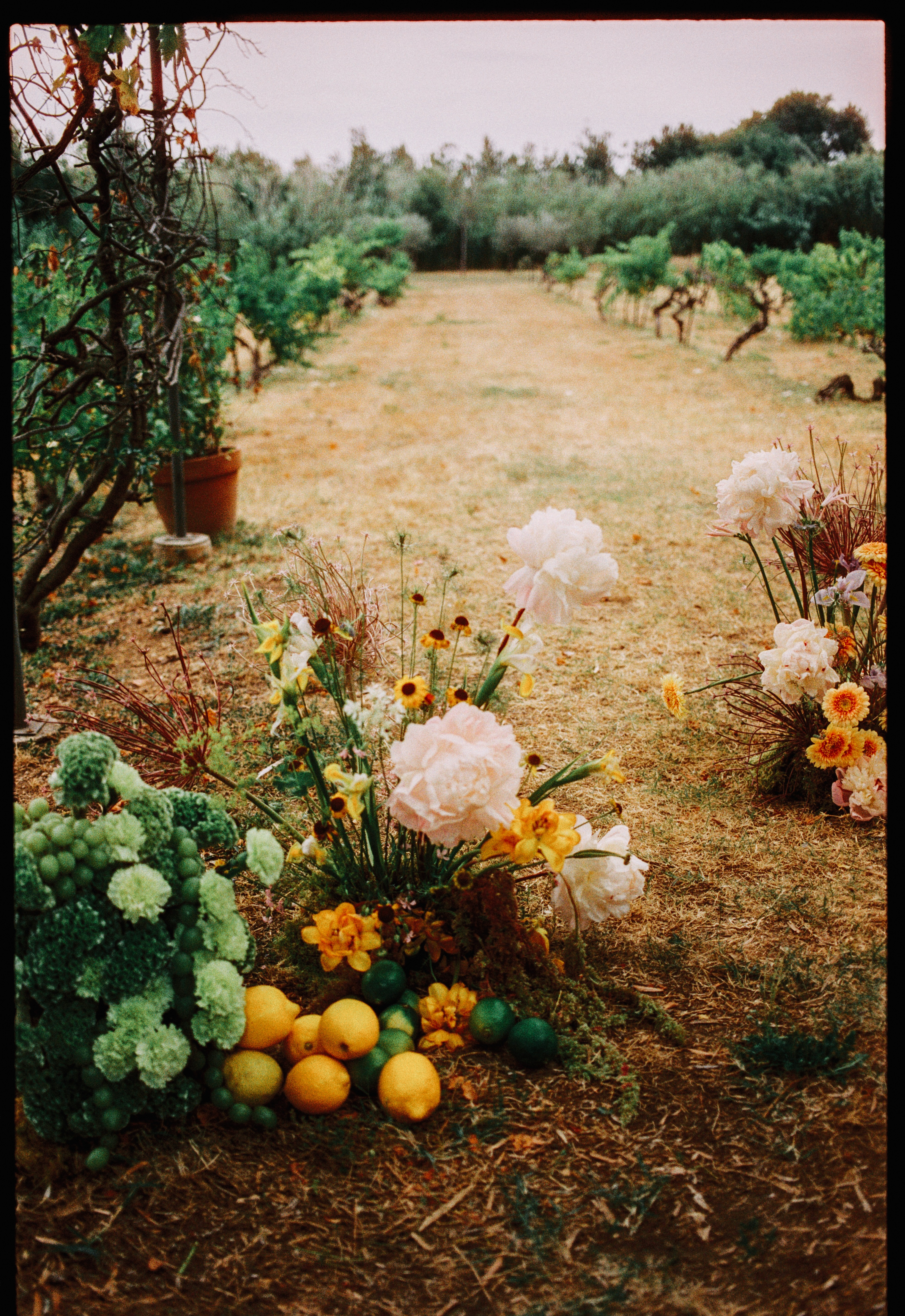 Ceremony aisle with florals and lemons at Chateau du Puits es Pratx, Ginestas