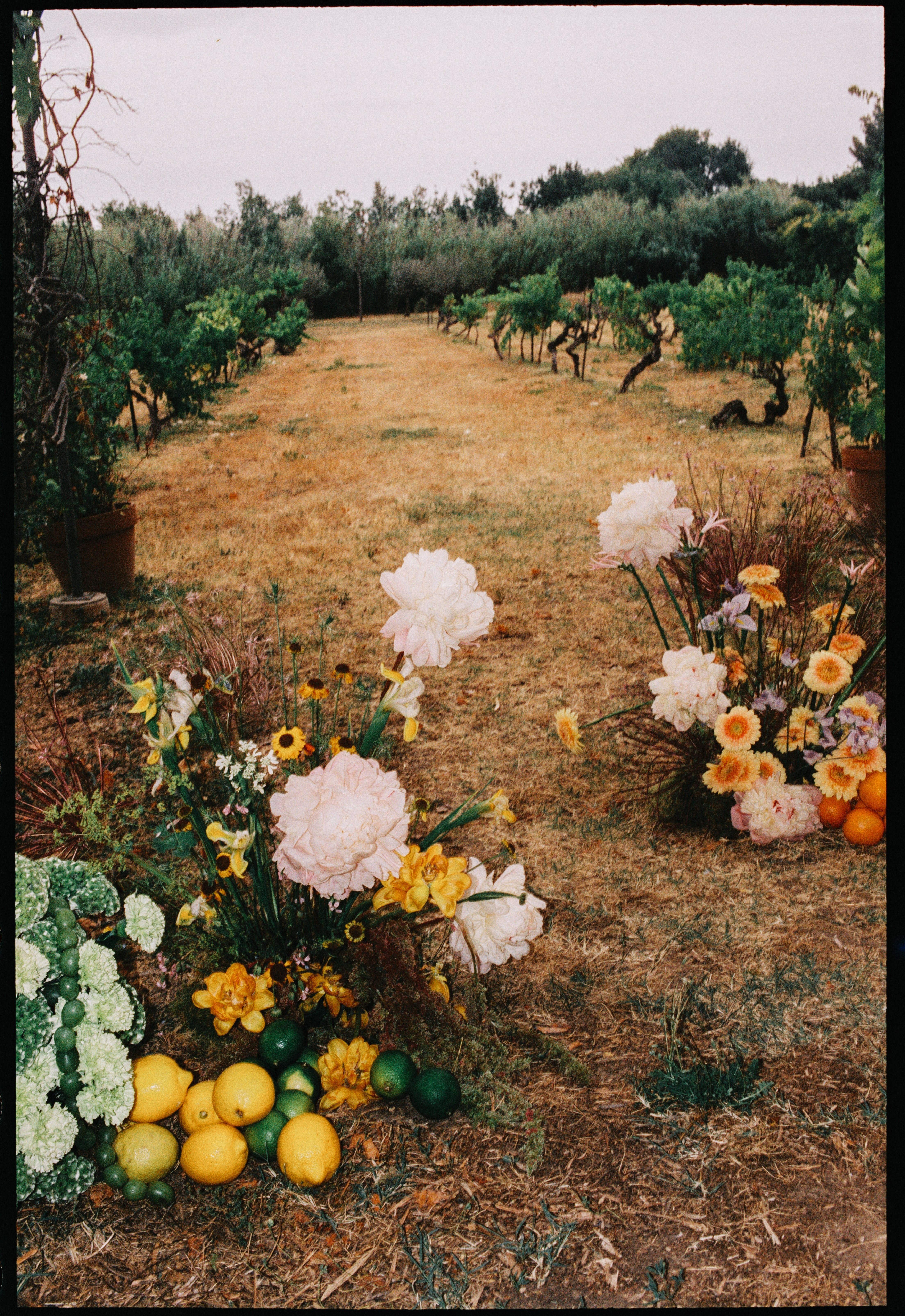Vineyard aisle floral styling with citrus at Chateau du Puits es Pratx, Ginestas
