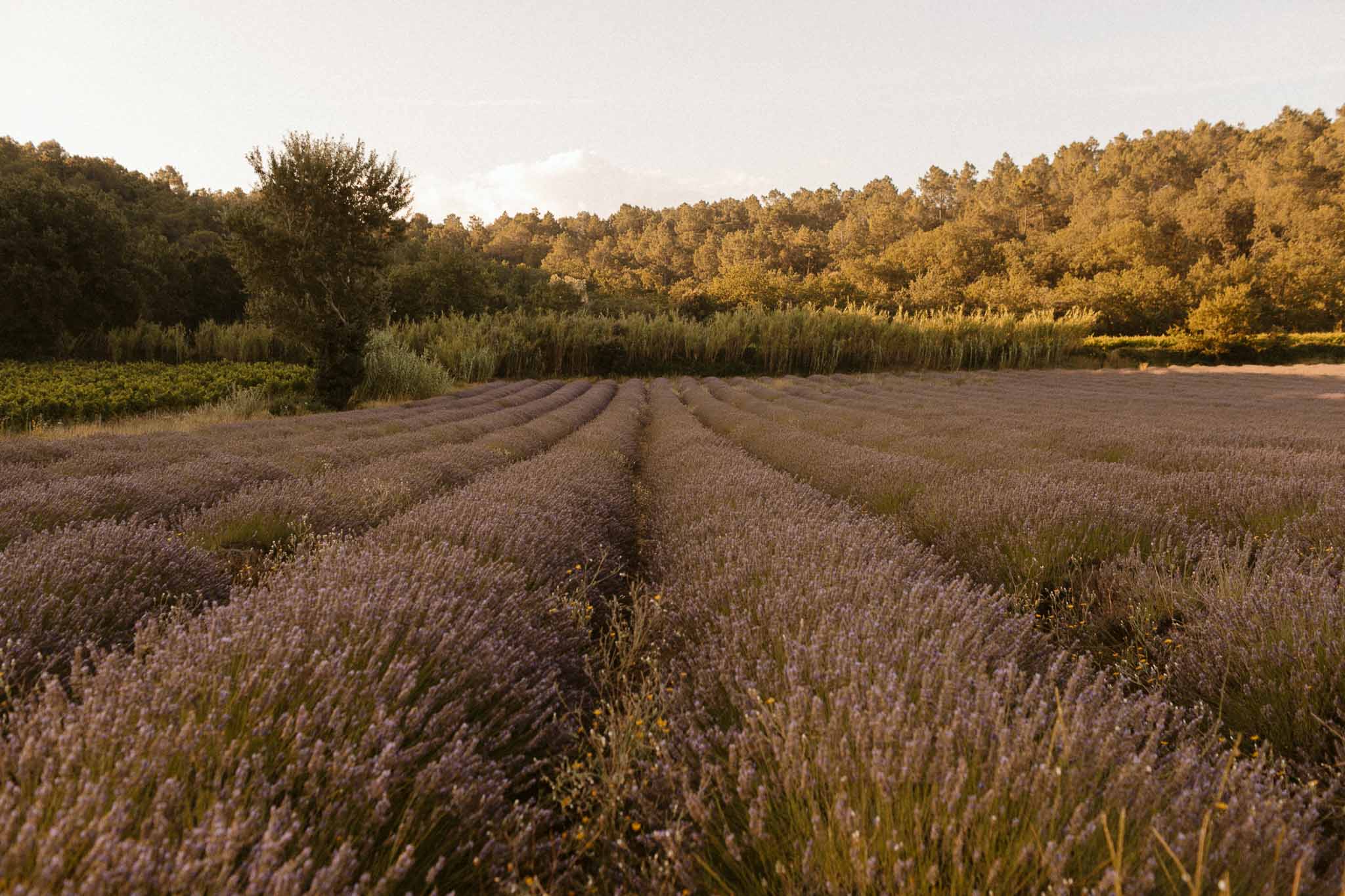 Lavender field in full bloom at golden hour with rows of purple-grey plants receding toward treeline in Provence