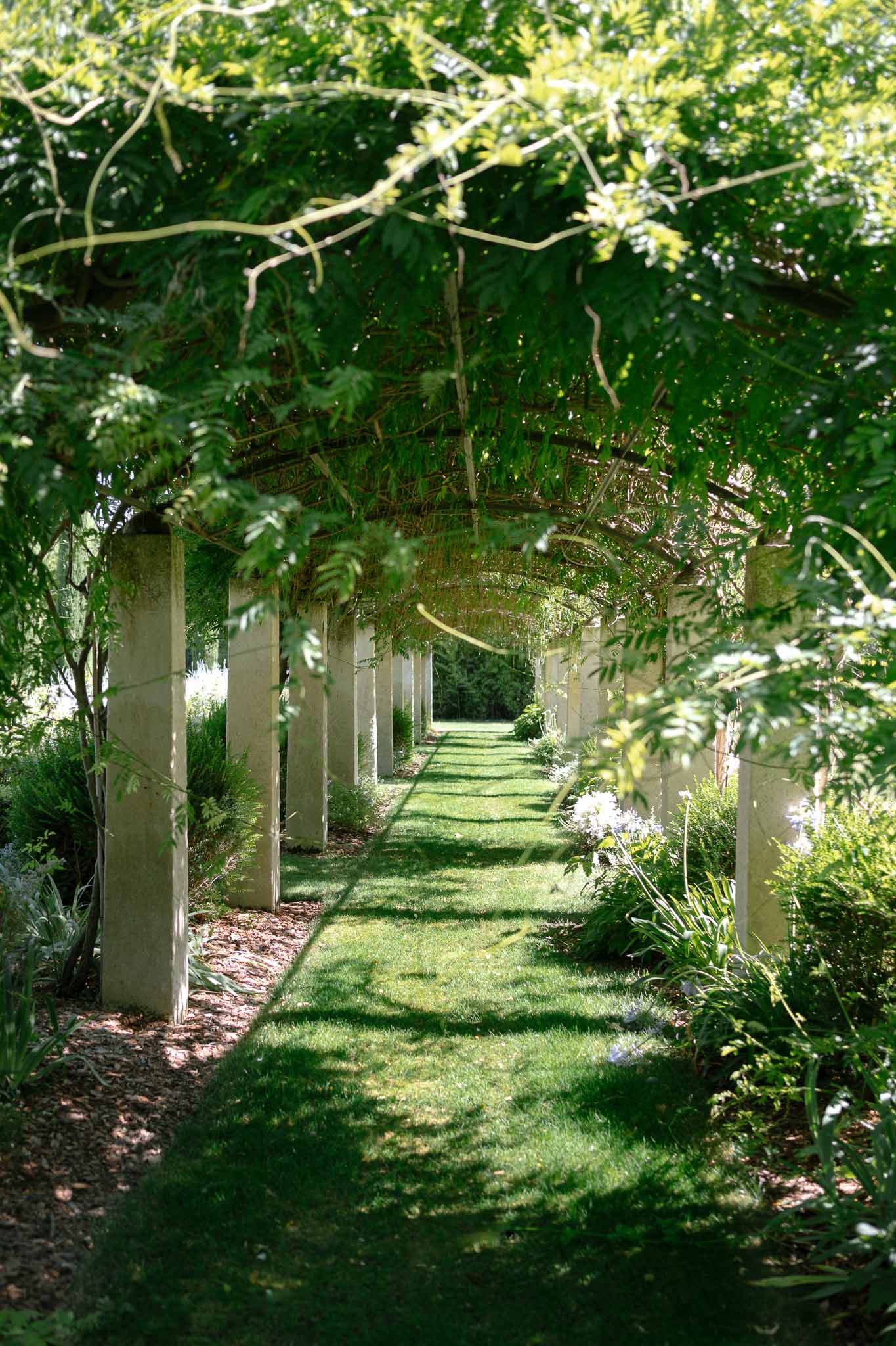 Garden pergola walkway with stone pillars and climbing wisteria forming green canopy over lawn pathway