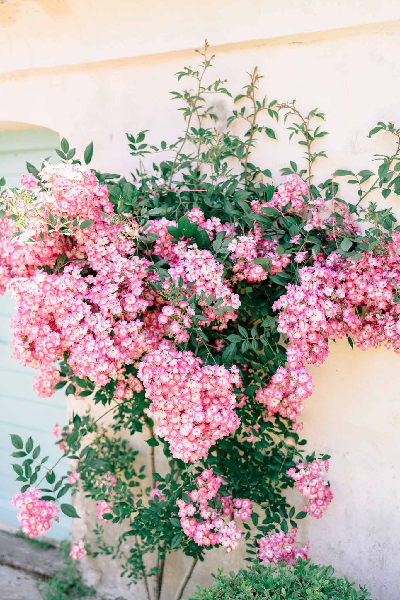 Pink and white rambling rose shrub against cream building wall with blue-green door