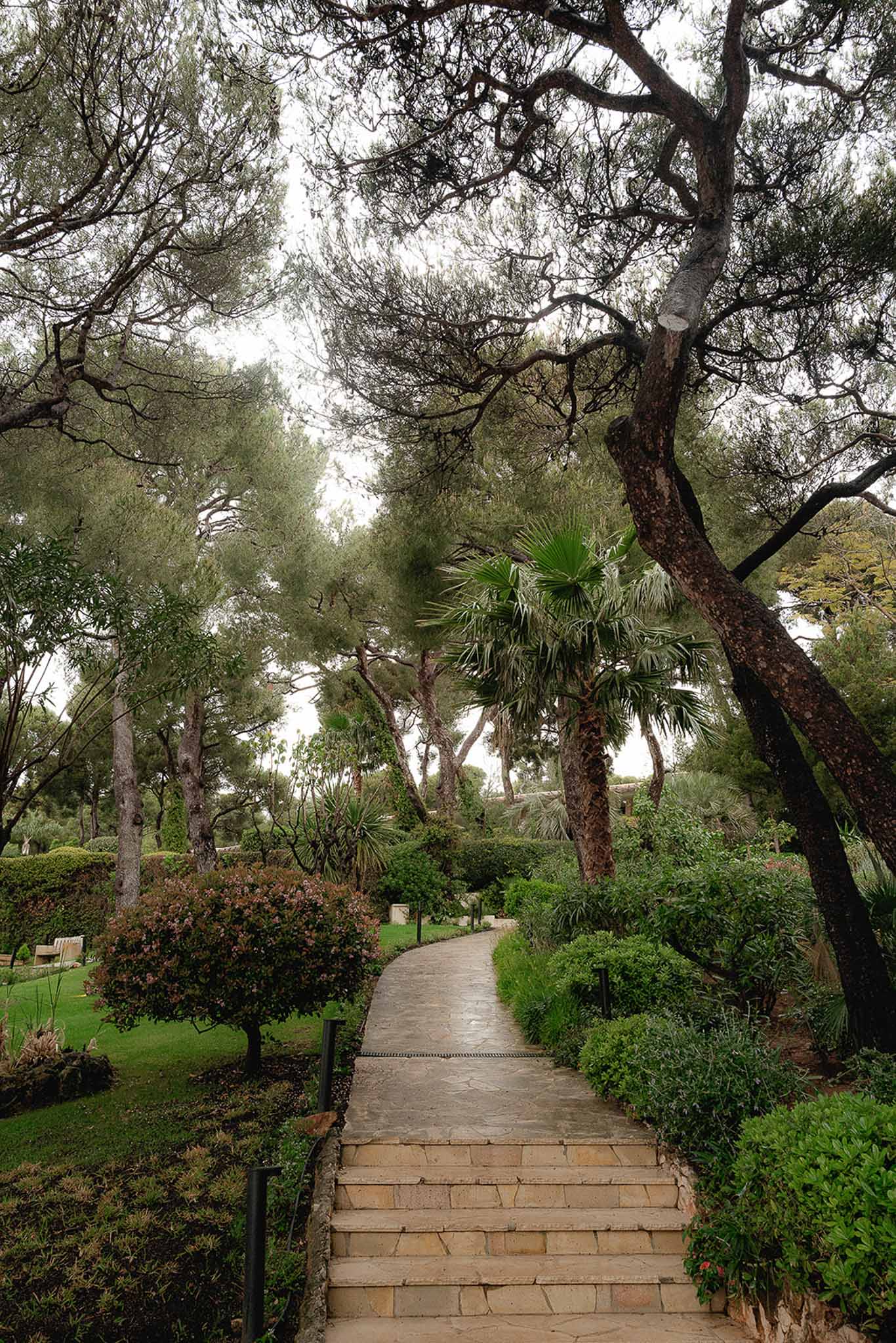 Stone pathway with steps through landscaped Mediterranean garden with pines and fan palms