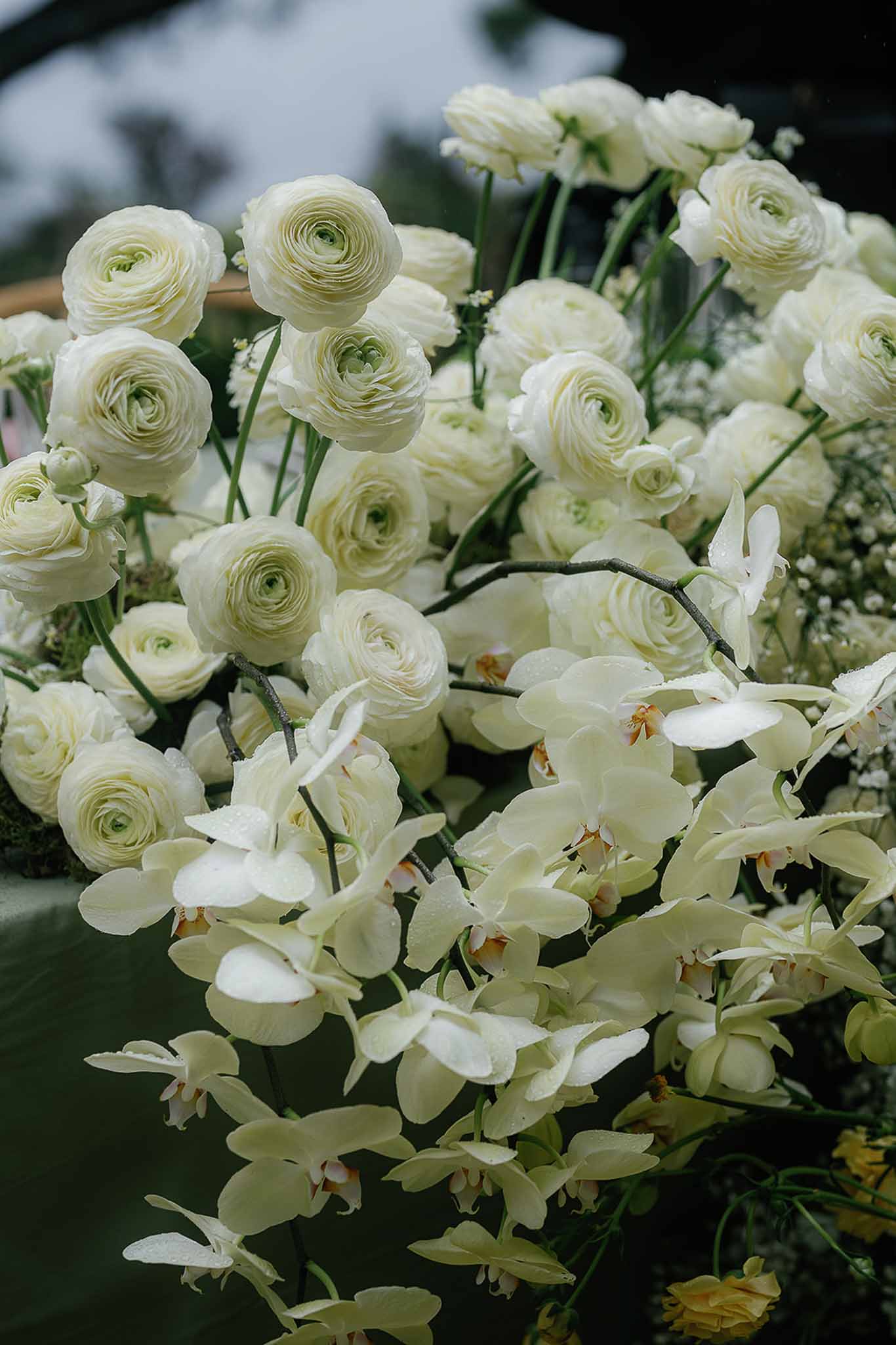 Close-up of white ranunculus and cascading dendrobium orchid arrangement against dark green backdrop