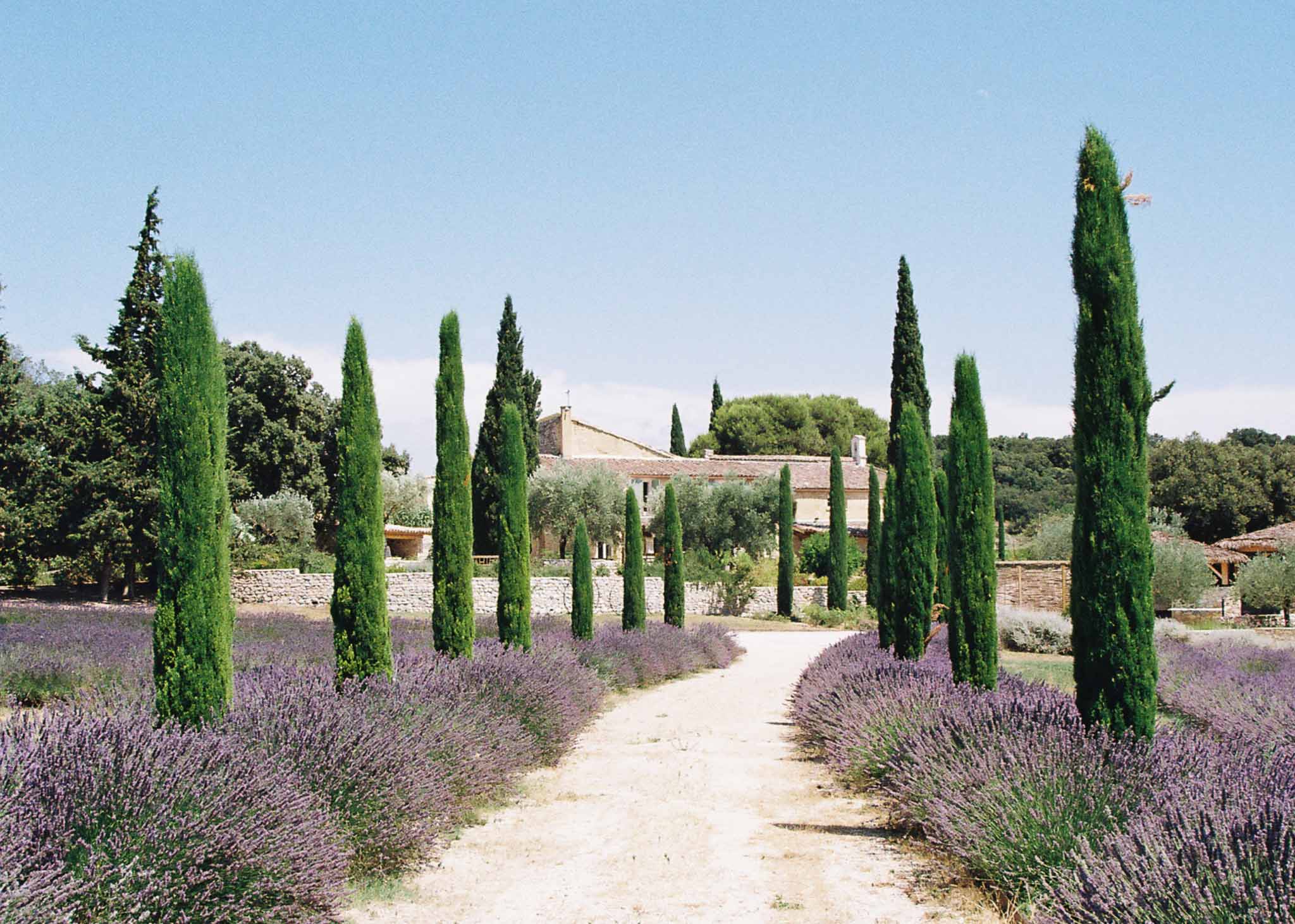 Provencal mas farmhouse approached via cypress-lined gravel driveway with lavender borders