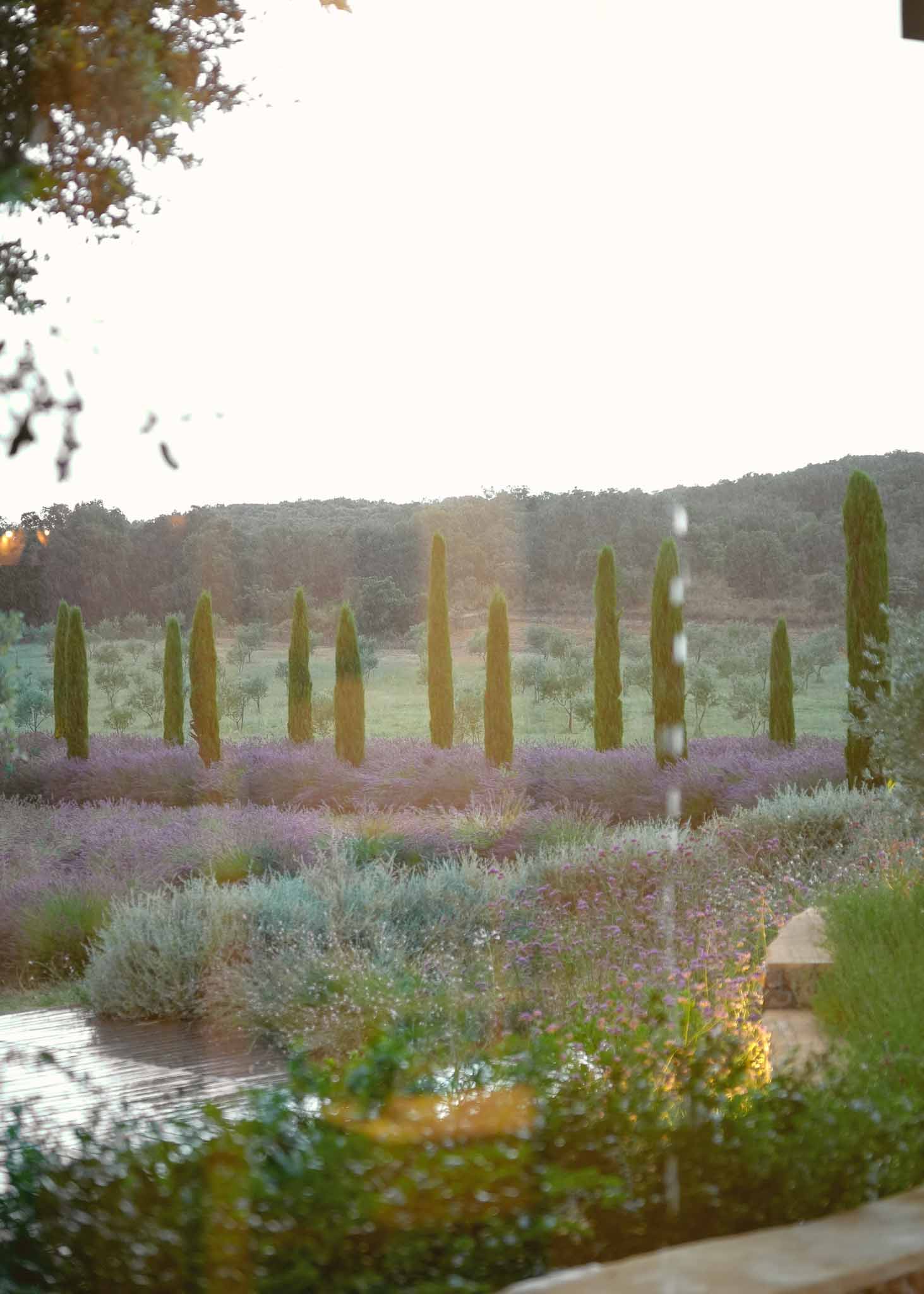 Formal garden with cypress row, lavender plantings, and reflecting pool in golden-hour backlight
