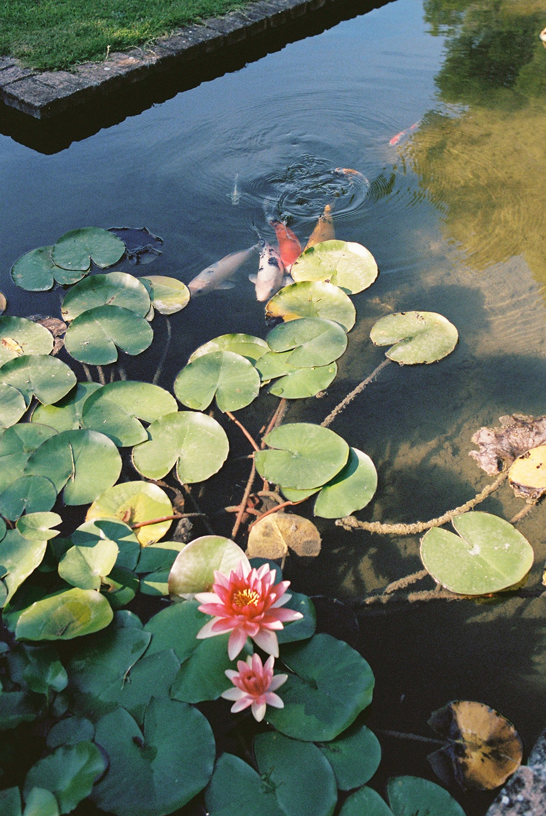 Koi pond with water lilies at Domaine Rocabella