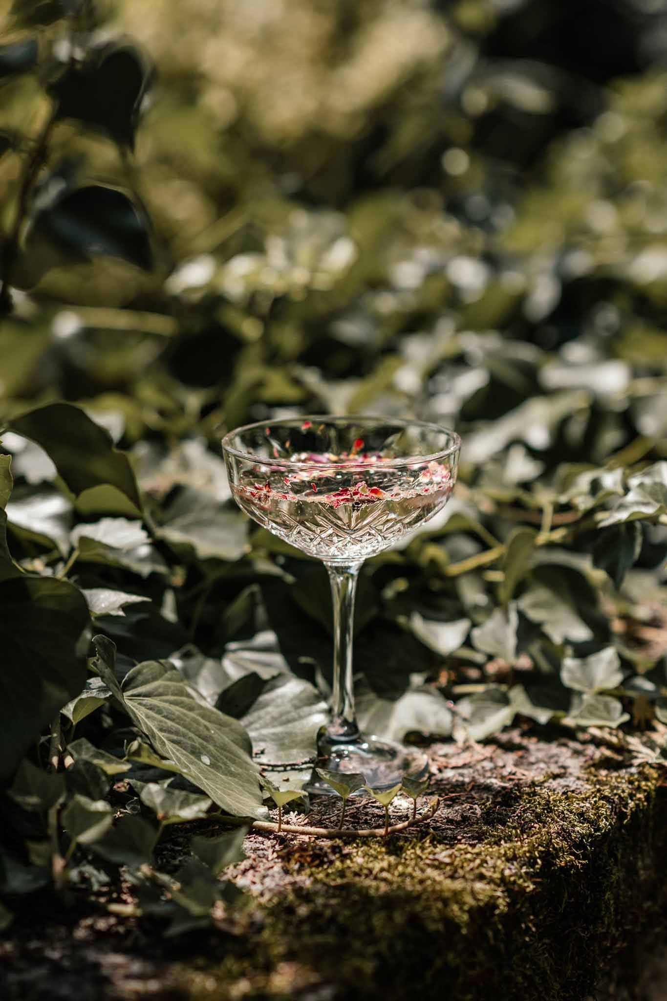 Crystal coupe glass with red flower petals floating on surface, placed on moss-covered stone surrounded by ivy
