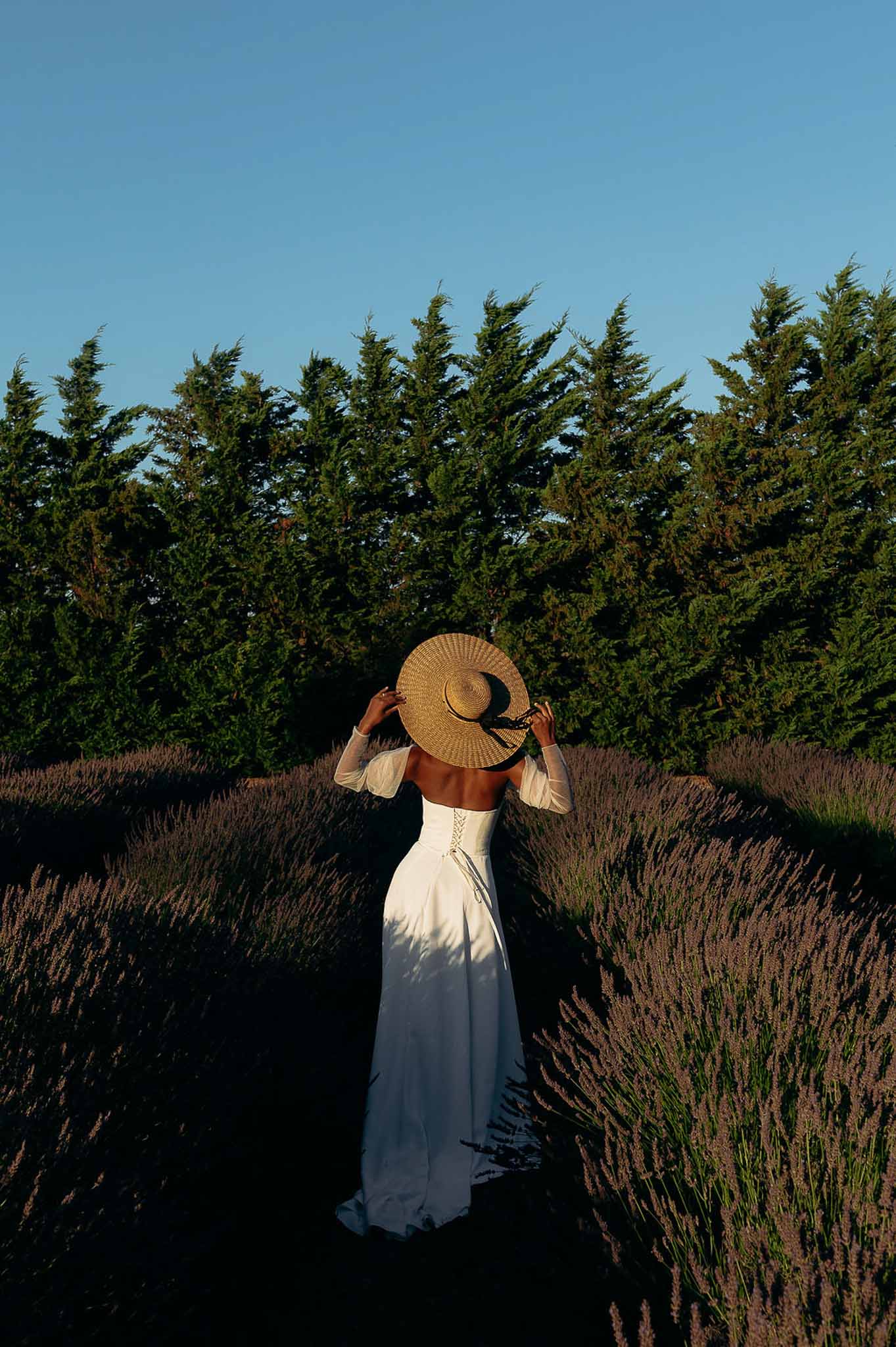 Bride with summer hat seen from behind walking through lavender fields at golden hour, Bastide des Barattes