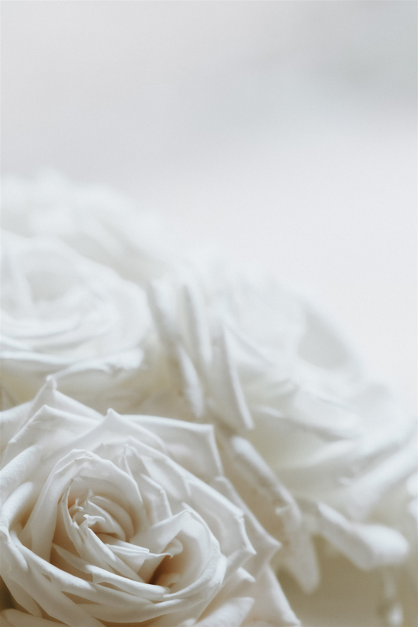 Laurene and The Wolf portfolio 10