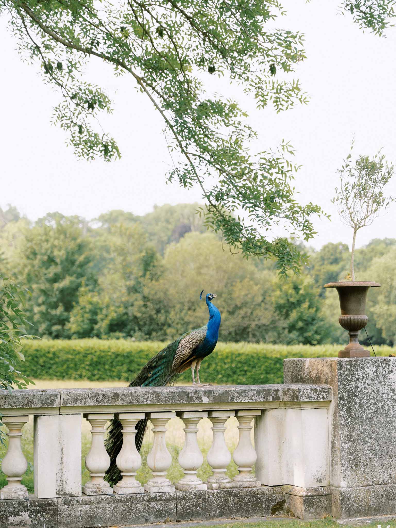 Peacock standing on stone balustrade at chateau grounds with manicured hedgerows and stone urn planter