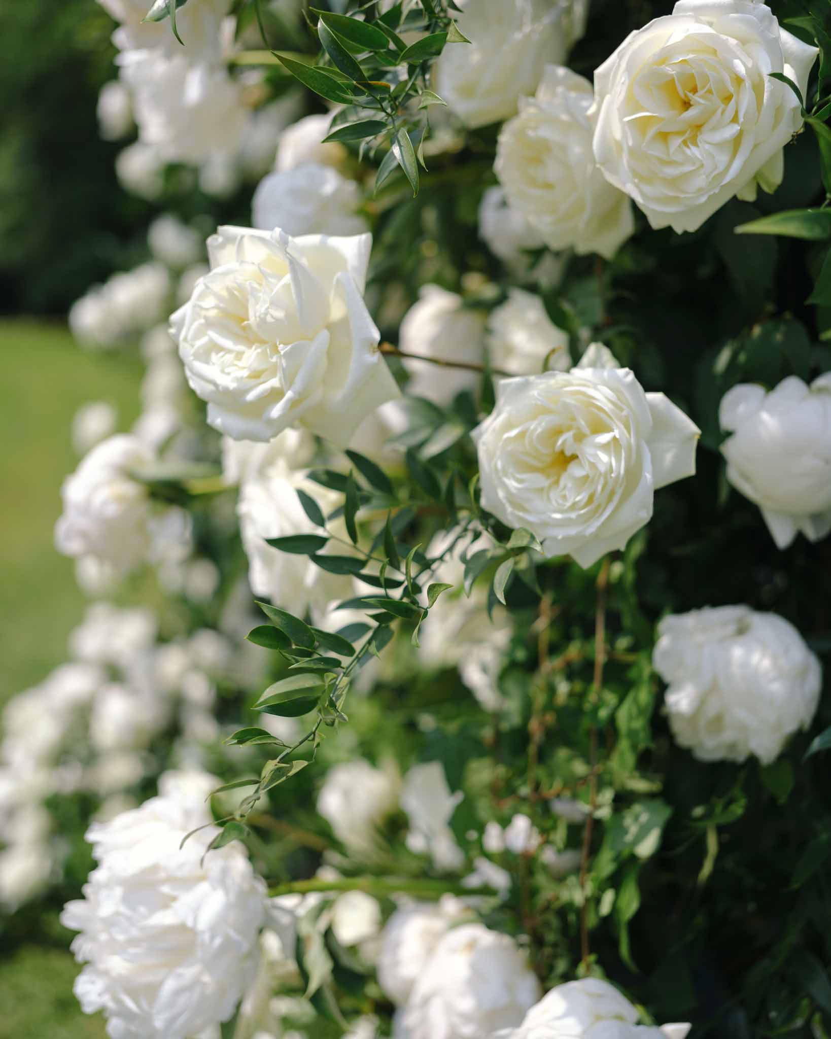 Wedding ceremony in a garden with white roses
