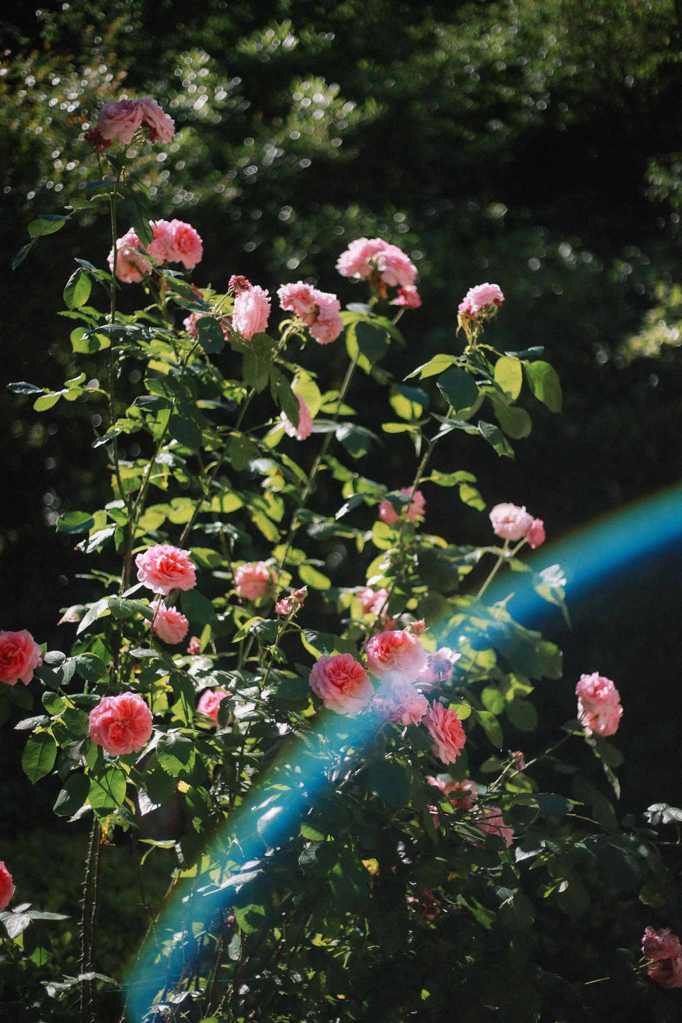 Garden flowers at golden hour at Chateau St Victor Lacoste