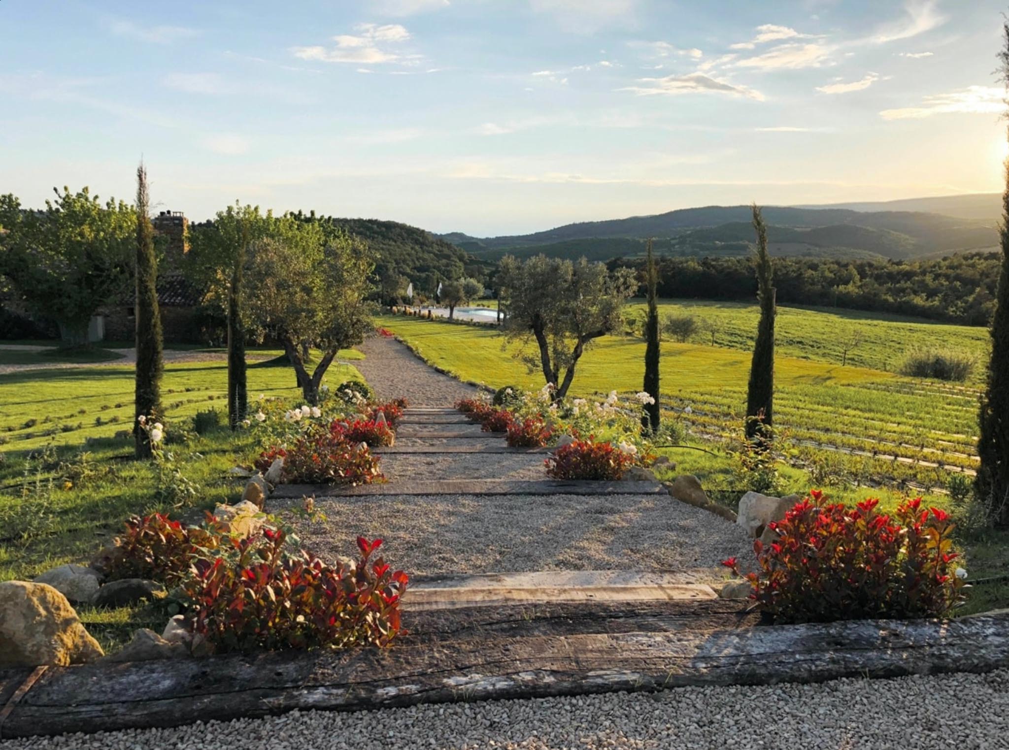 Gravel allee with red photinia, white roses, olive and cypress trees leading to pool and vineyard