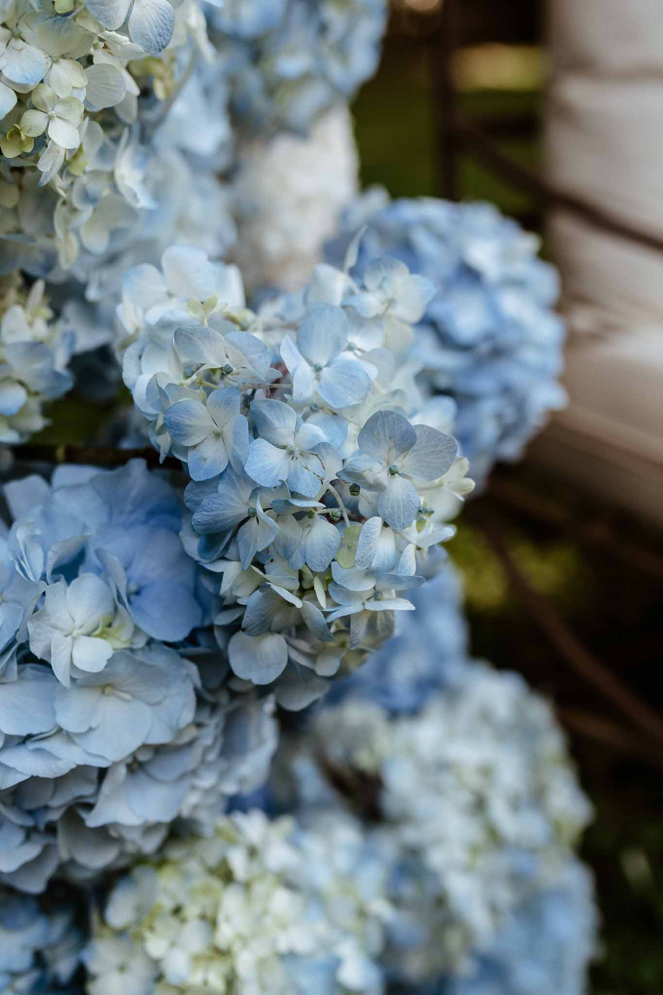 Close-up of pale blue and white hydrangea blooms arranged on a ceremony arch or aisle marker