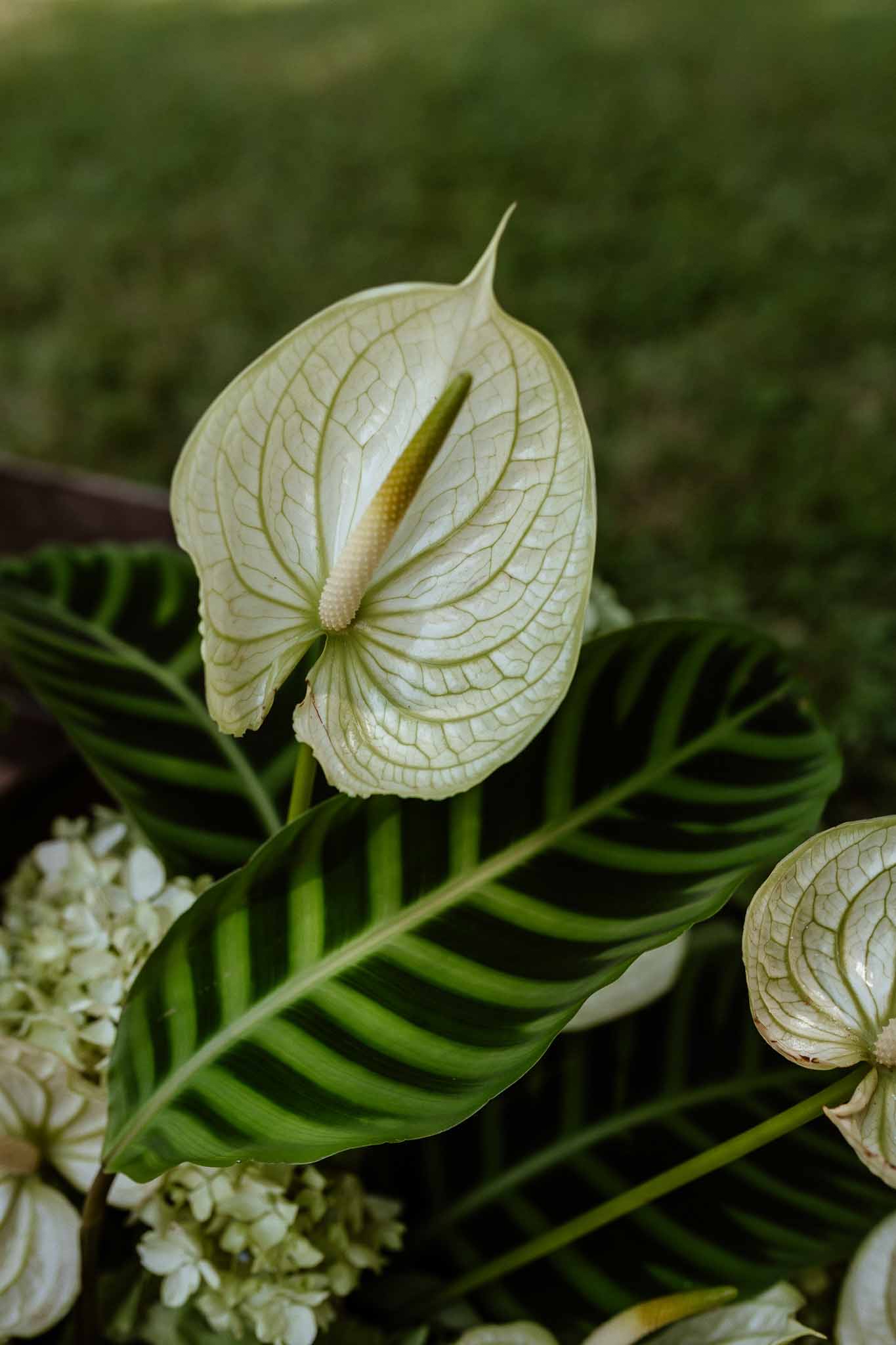 Close-up of white-green anthurium blooms with tropical leaves and white hydrangea in outdoor arrangement