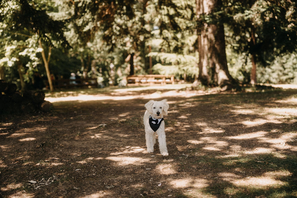 White curly-haired dog in tuxedo bandana with bow tie on woodland path near ceremony setup