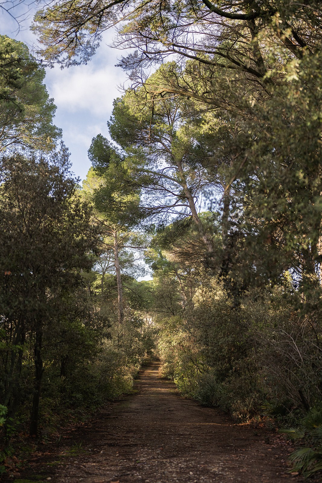 Wooded approach path lined with pines on chateau estate at Chateau du Terral